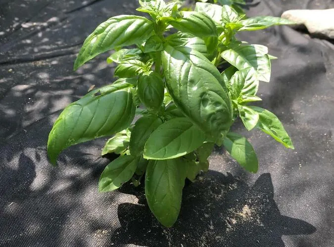 La Corte Di Valemi * Riccò del Golfo di Spezia
