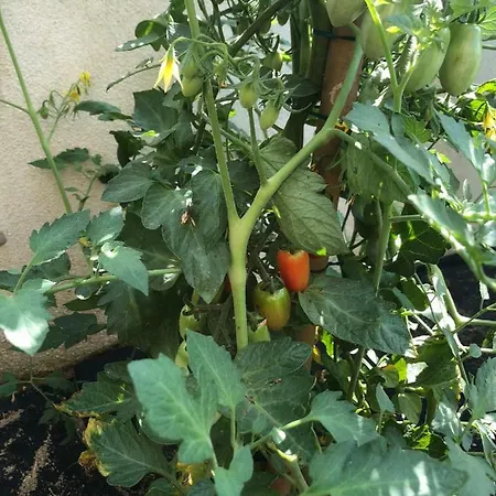 La Corte Di Valemi Lägenhet Riccò del Golfo di Spezia