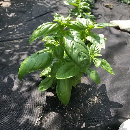 La Corte Di Valemi * Riccò del Golfo di Spezia